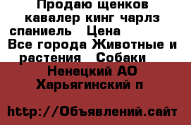 Продаю щенков кавалер кинг чарлз спаниель › Цена ­ 40 000 - Все города Животные и растения » Собаки   . Ненецкий АО,Харьягинский п.